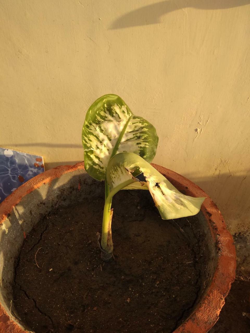 Shree Ram Homestay Orchha Eksteriør billede