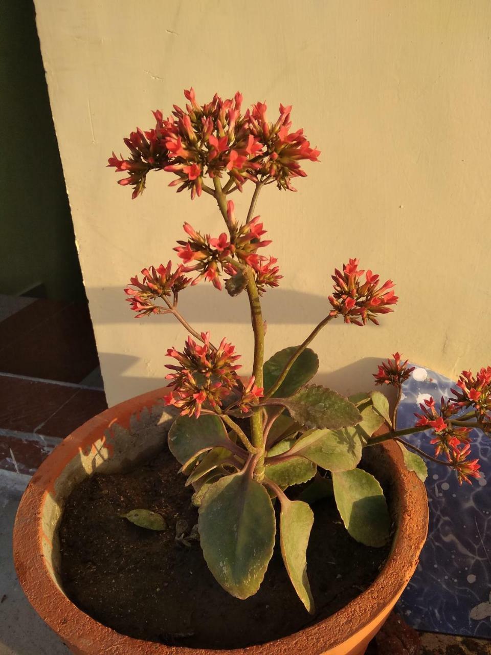 Shree Ram Homestay Orchha Eksteriør billede